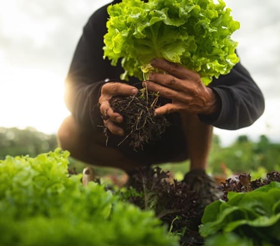 Harmony in Nature: Organic Farming & Animal Care
