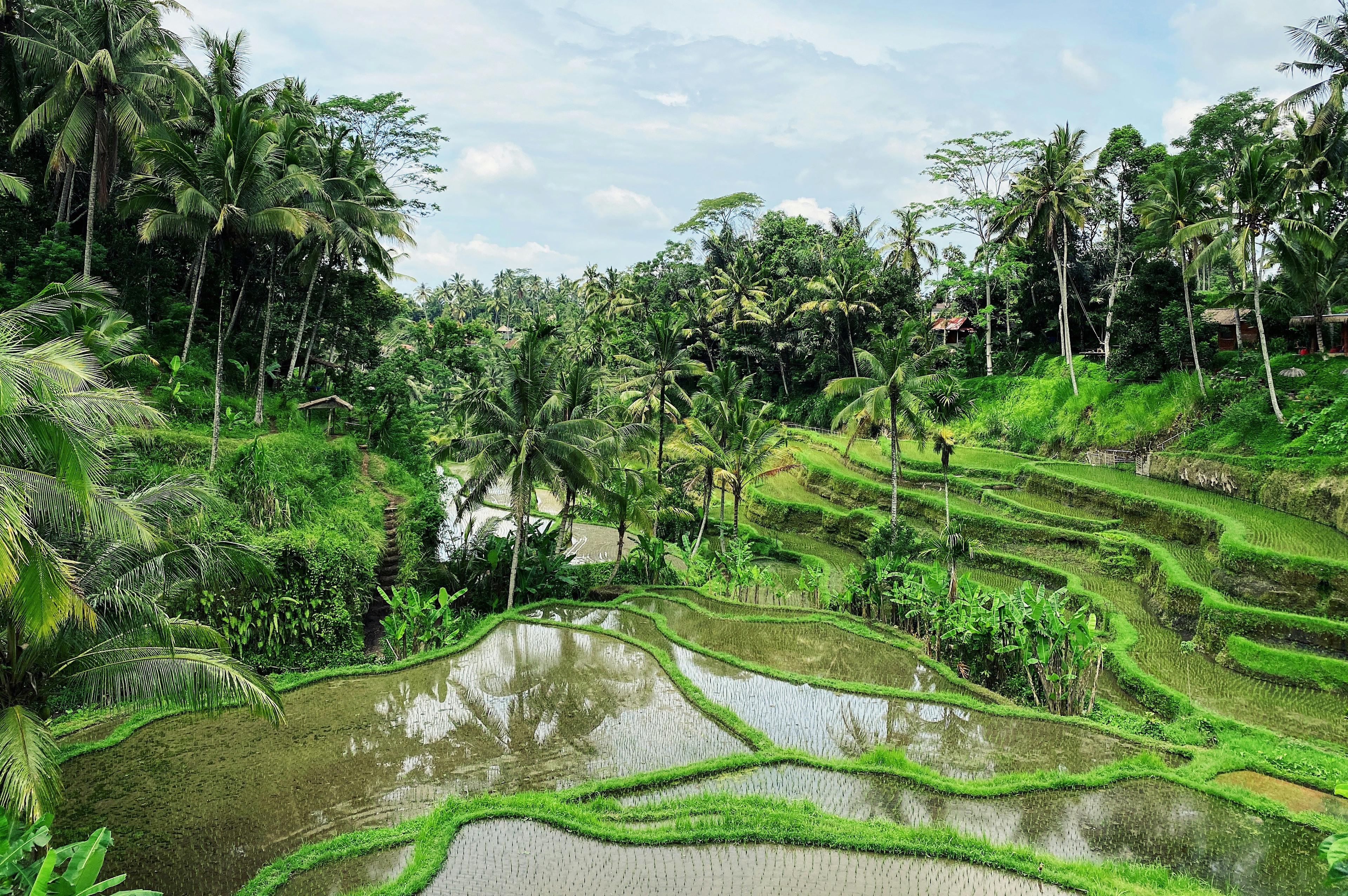 Ubud