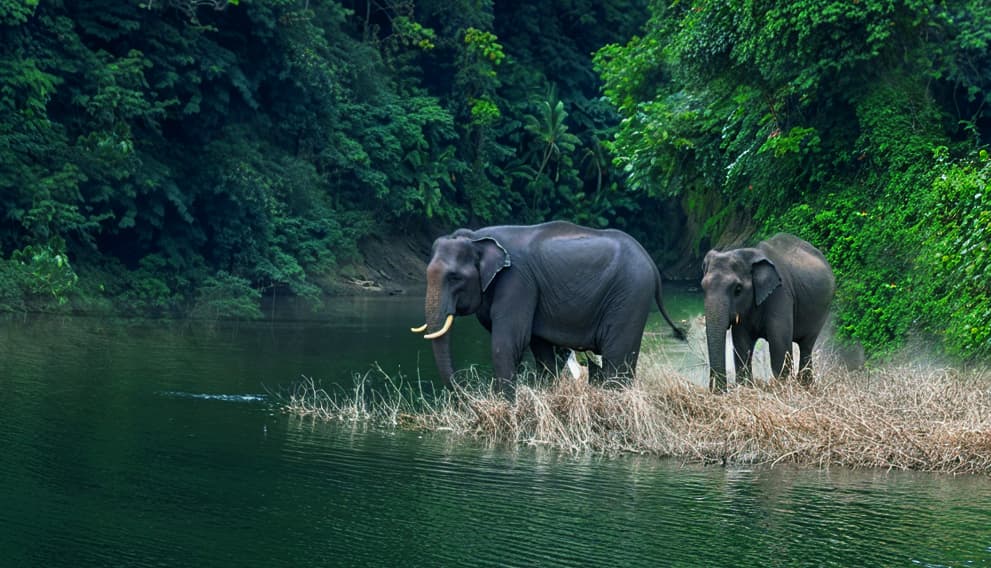 Explore Wayanad — waterfalls, wildlife, spice coast