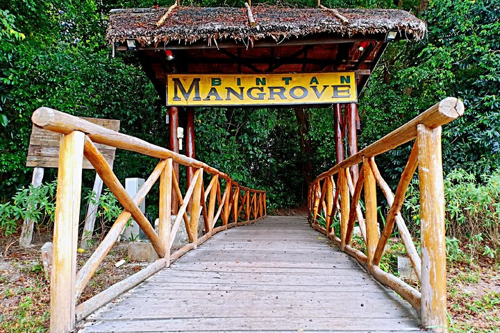 Mangrove Discovery Tour