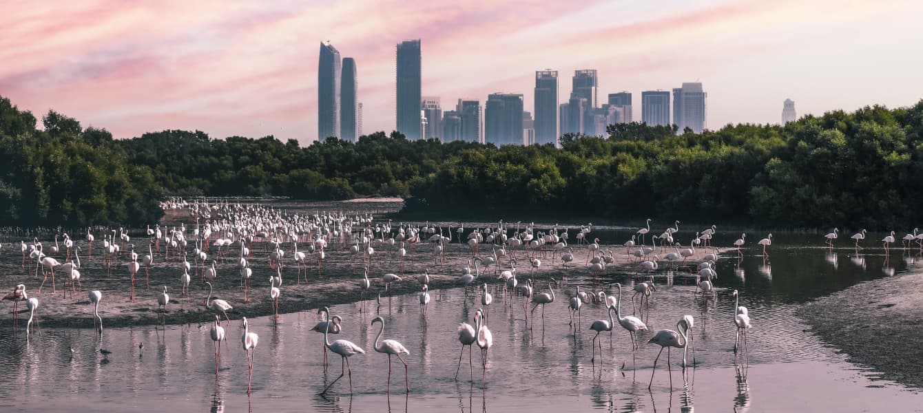 Ras Al Khor Flamingos